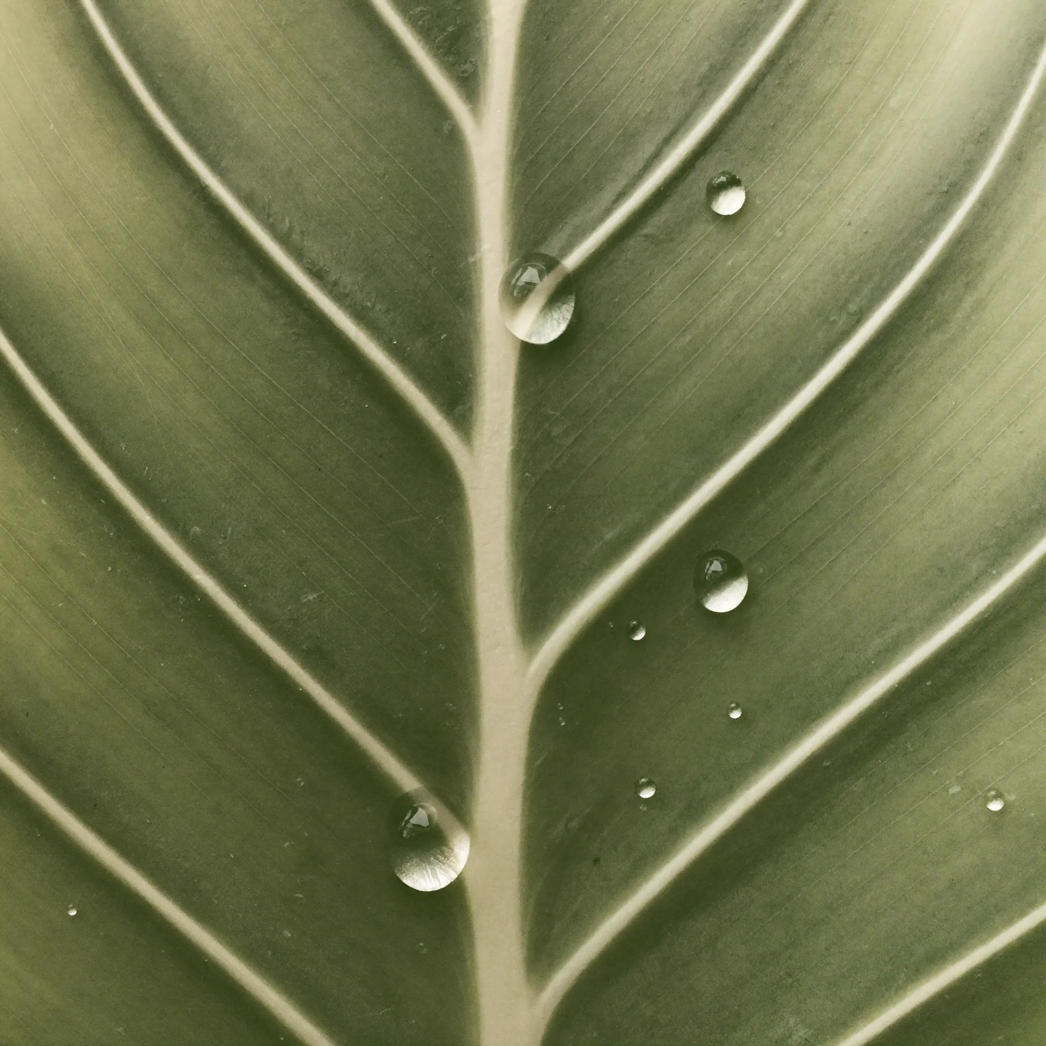 植物葉片細節